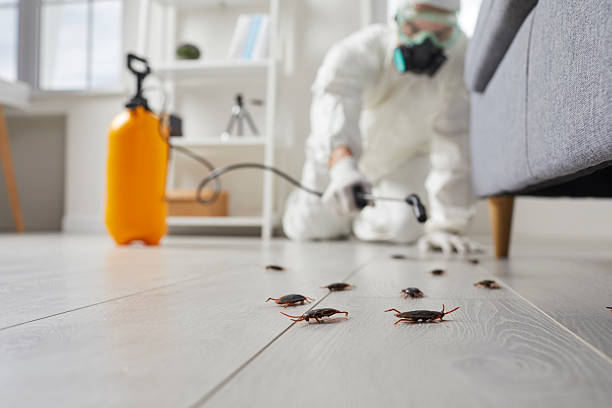 Post-Treatment Bed Bug Interceptor Monitoring in Spring Glen